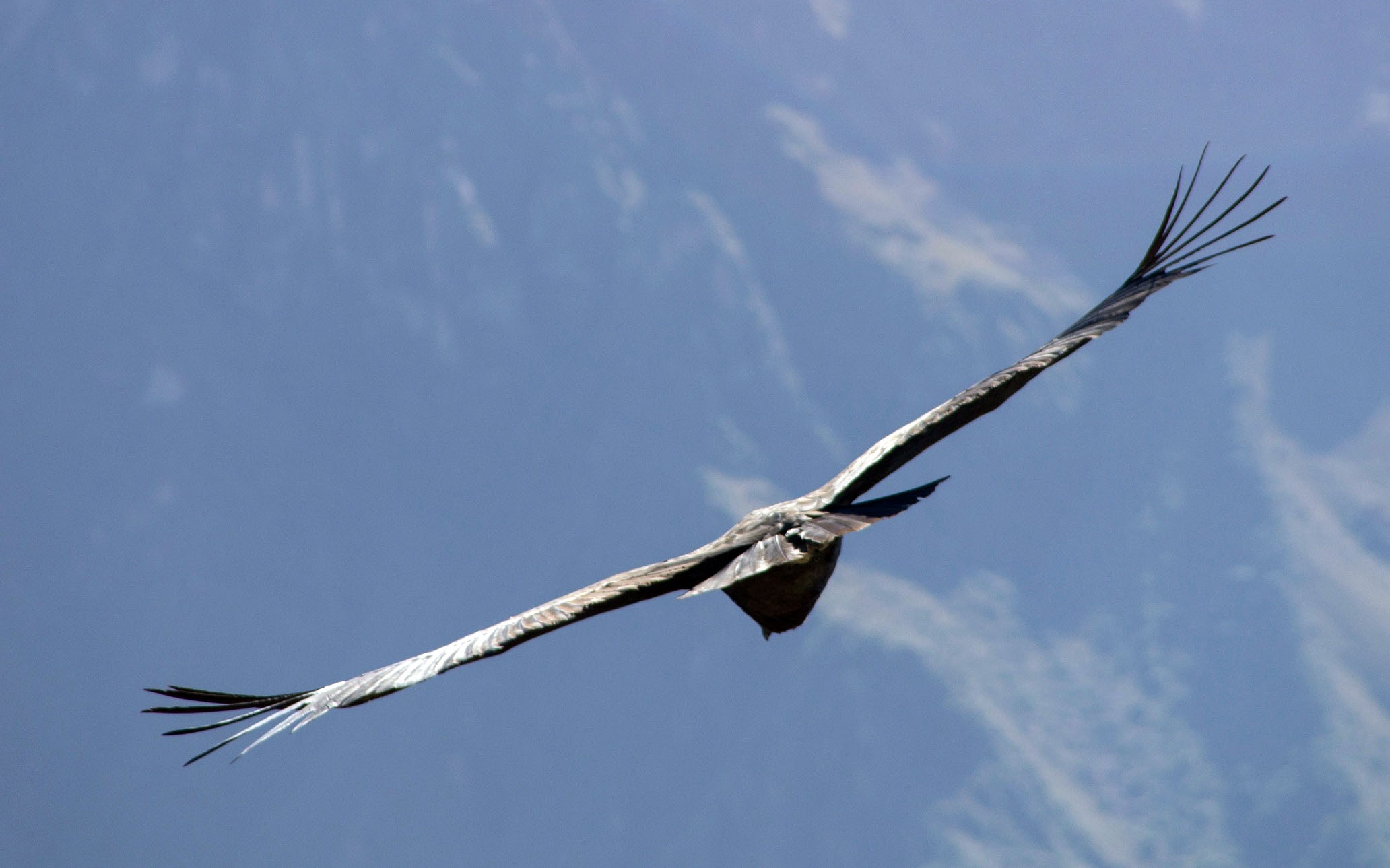 Een condor in Nationaal Park Amboro bij Samaipata