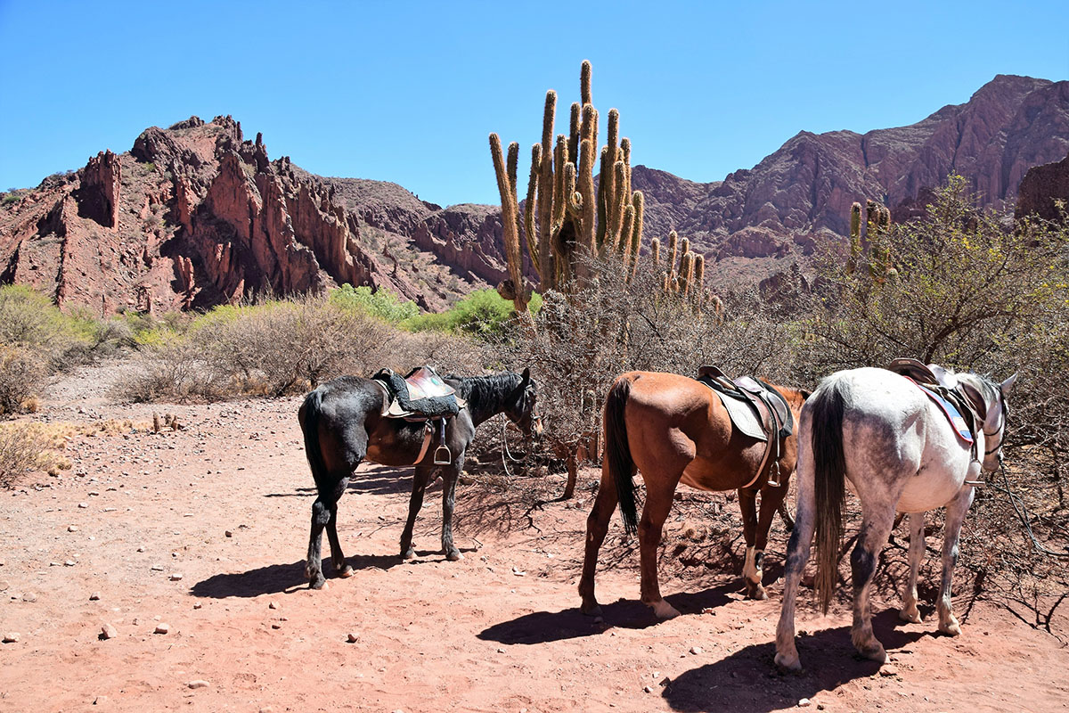 Rustende paarden bij cactussen tijdens de Tupiza triatlon