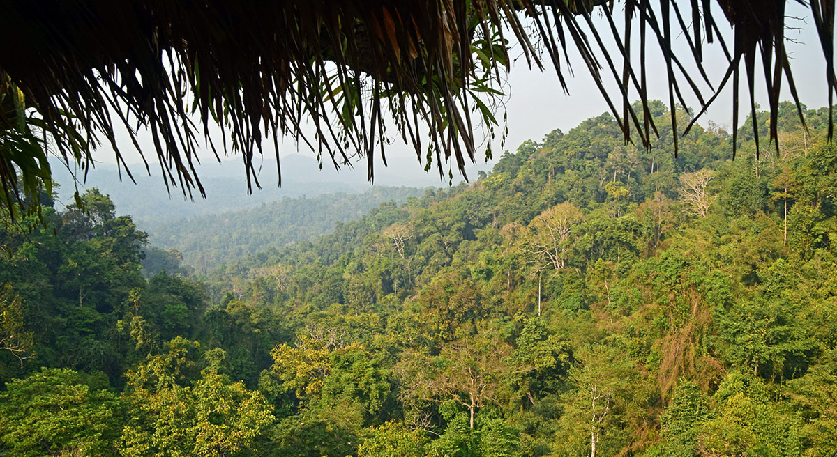 Uitzicht op jungle vanuit boomhut bij de gibbon expierence.