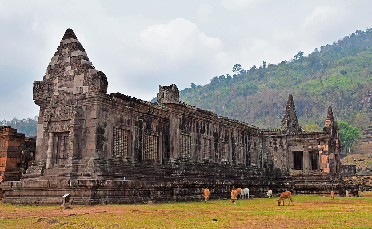 grazende koeien bij tempel van wat phu