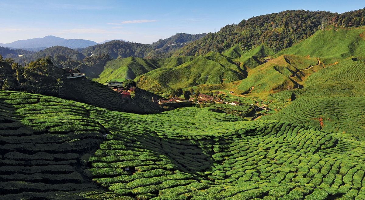 Prachtig uitzicht op de theeplantages van Cameron Highlands.