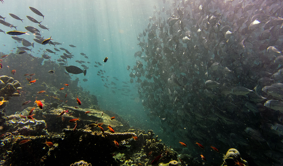 Fascinerende onderwaterwereld bij Sipadan.