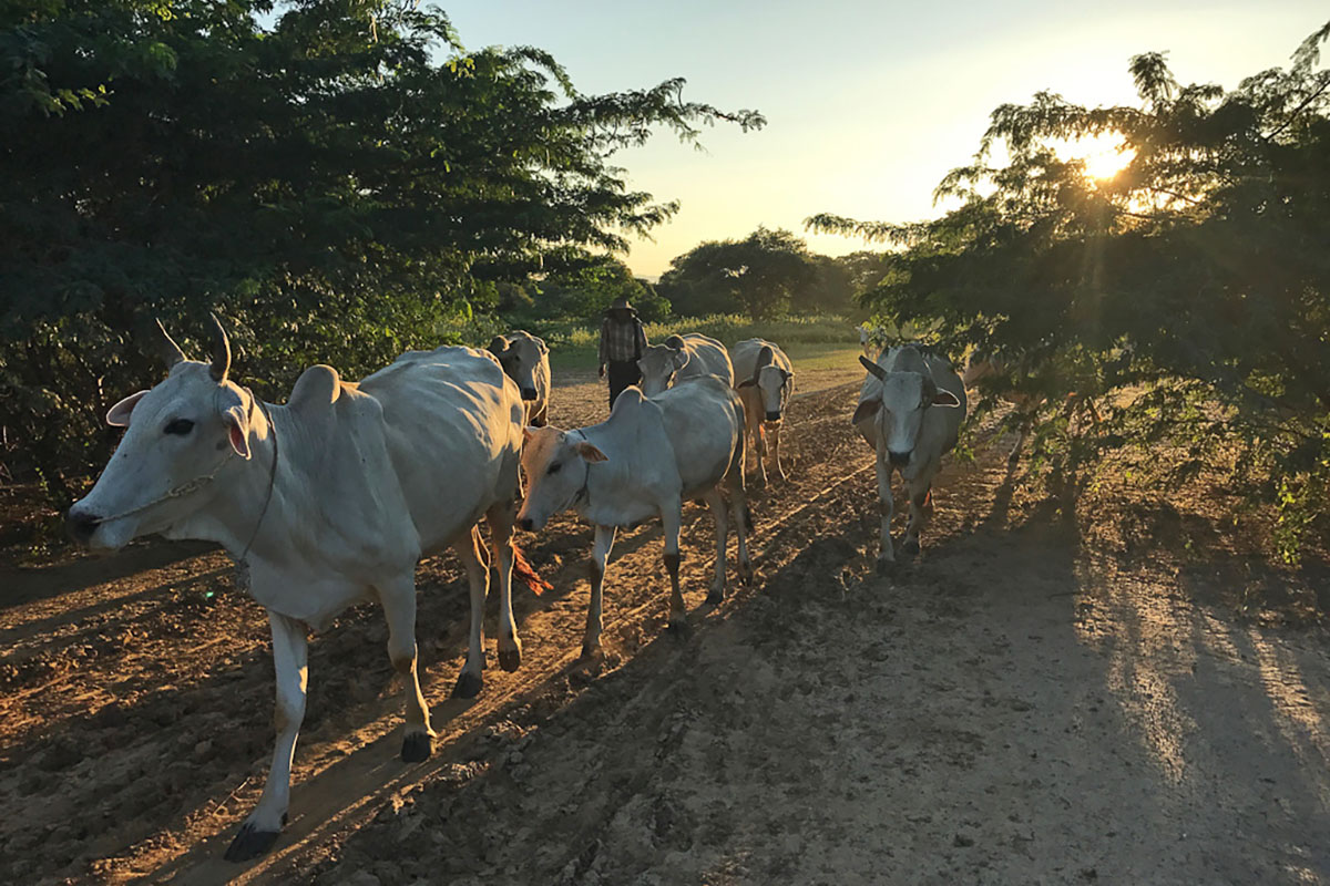 Boer met koeien op de velden rondom Bagan.