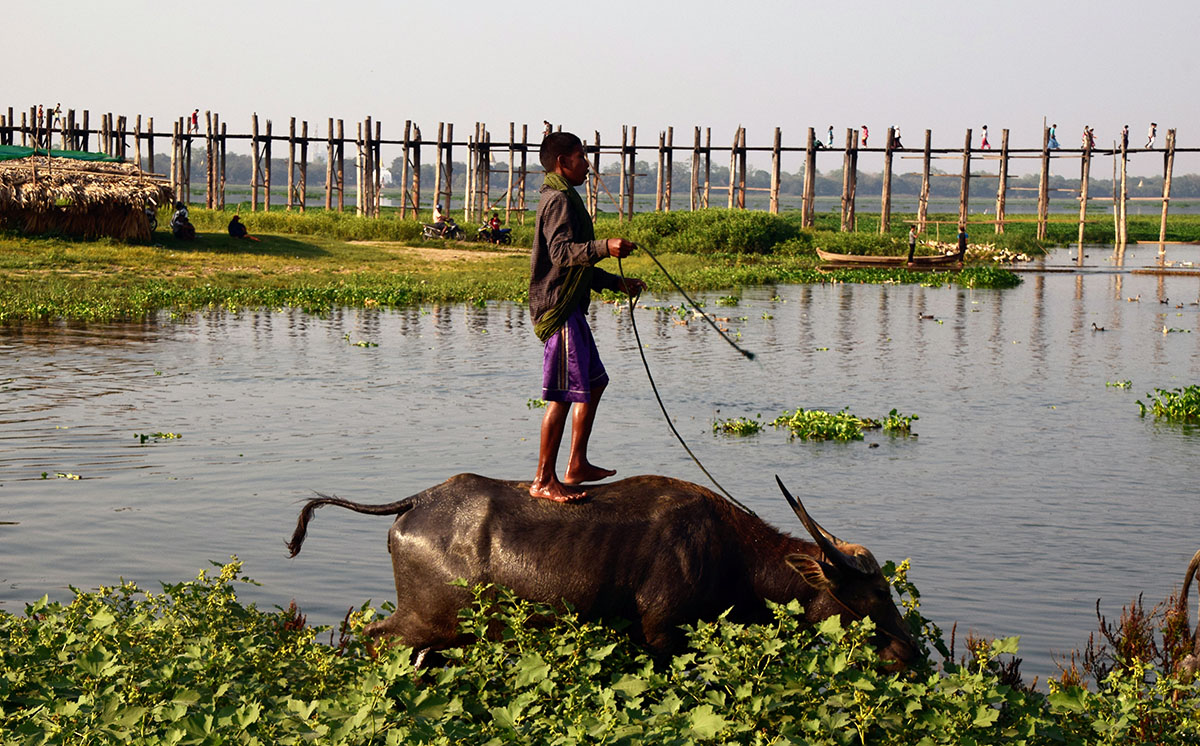 Boer met waterbuffel voor de U-Bein bridge.