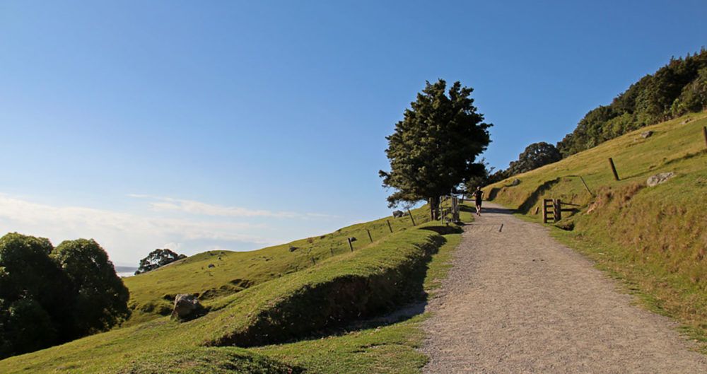 hardloper op stijgend pad bij Tauranga, Nieuw-Zeeland.