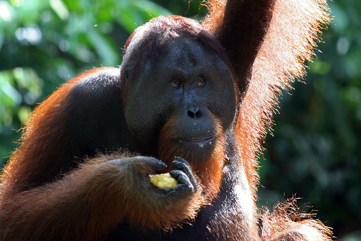 Orang oetang op Borneo