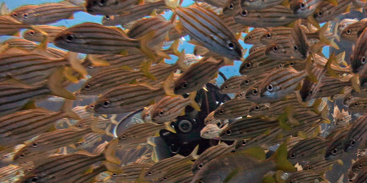 duiken tussen de vele vissen bij de zoutpier op Bonaire