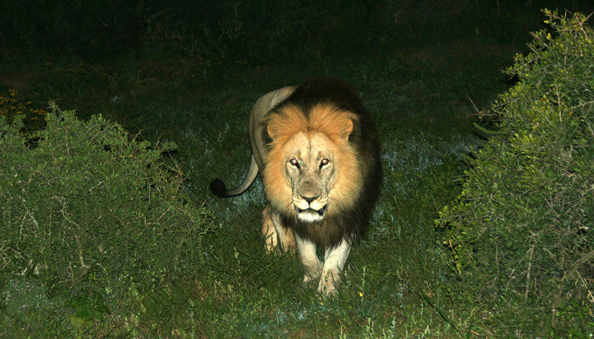 Leeuw in de nacht in Addo Elephant National Park