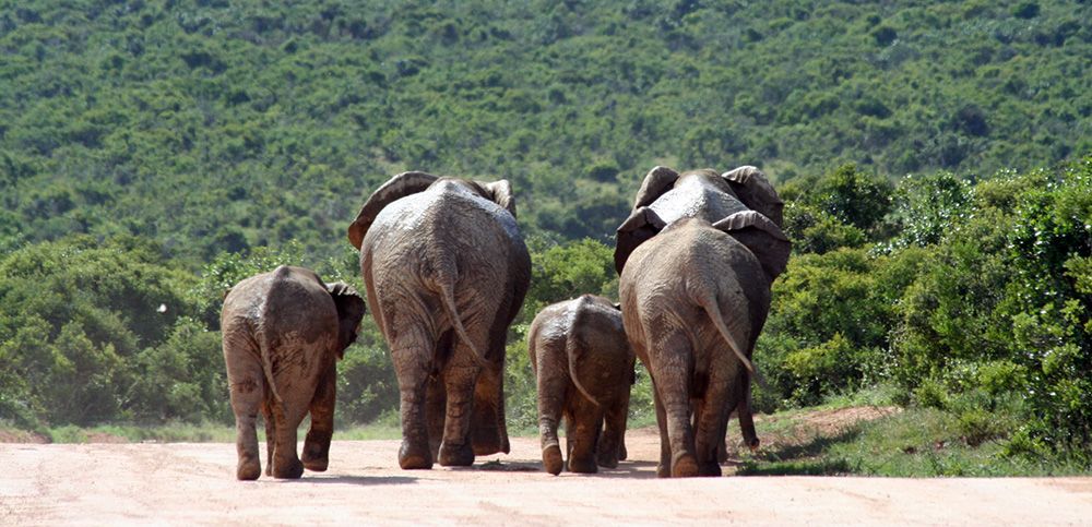 Addo Elephant National Park, Port Elizabeth, South Africa