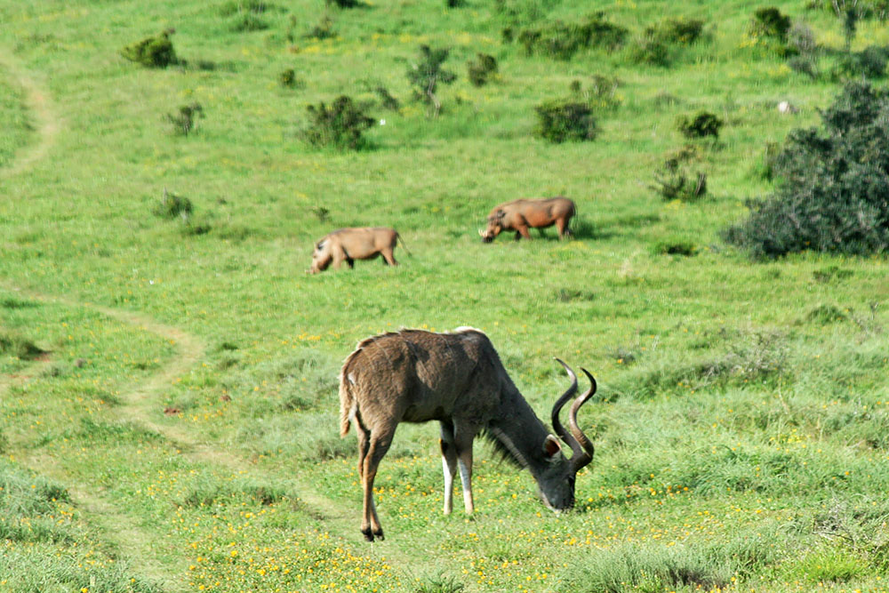 Diverse dieren in Addo Elephant National Park