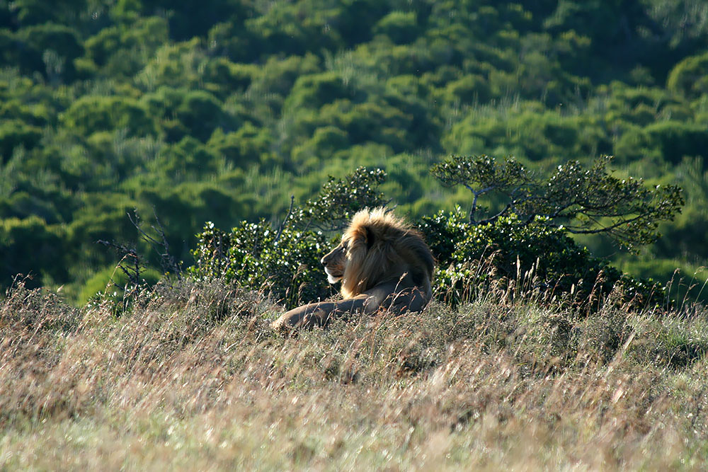 Leeuw in het zonnetje