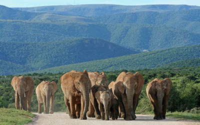 Addo Elephant National Park