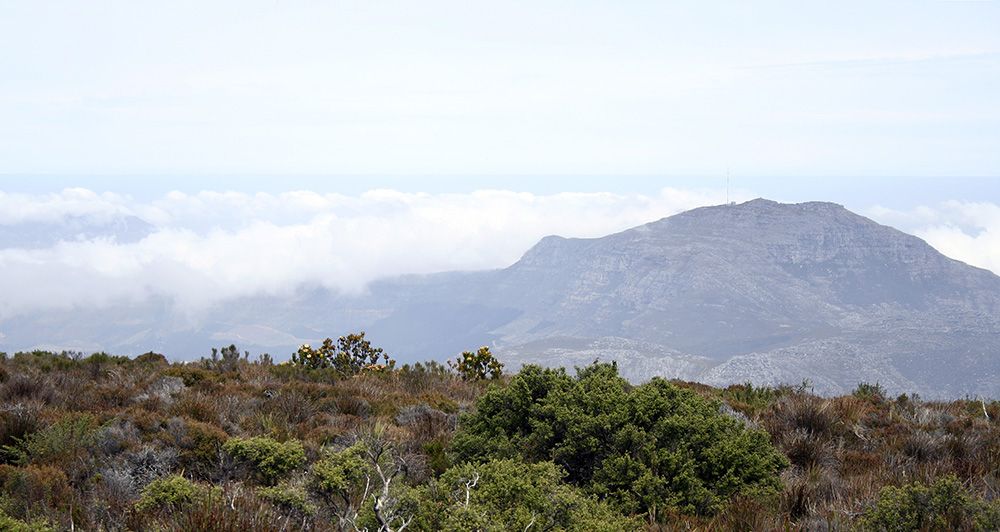 Tafelberg, Kaapstad, Zuid-Afrika