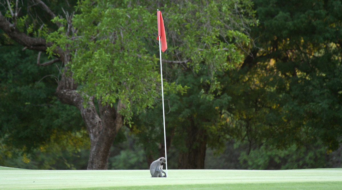 aap op de green van golfclub Hans Merensky