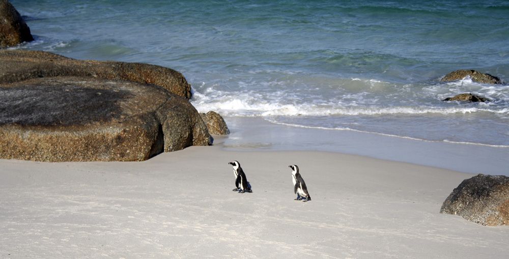 Pinguiïns op een strand bij Kaapstad