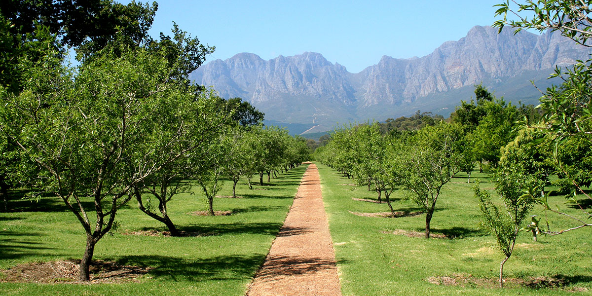 wijngaard bij Stellenbosch
