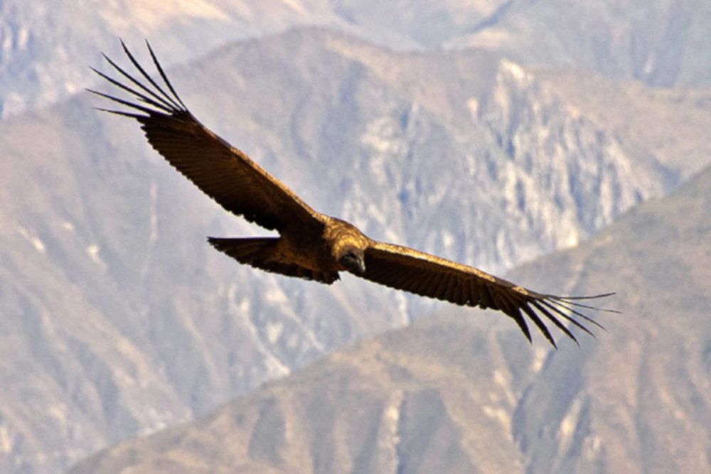 Condor in Peru