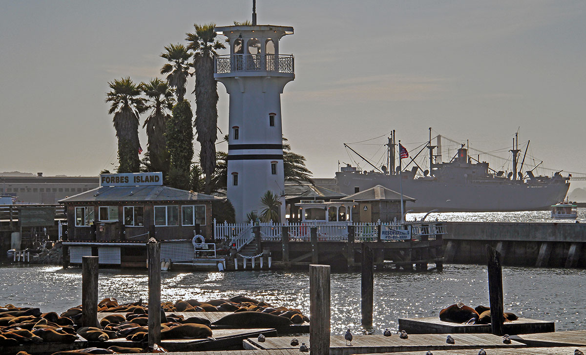 Zeerobben bij Fisherman's Wharf