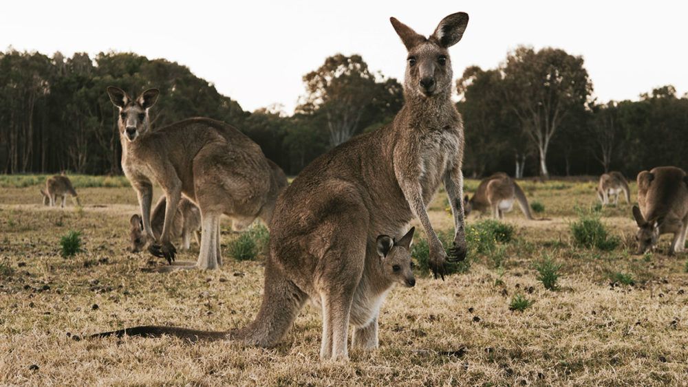 Kangoeroes in Australië