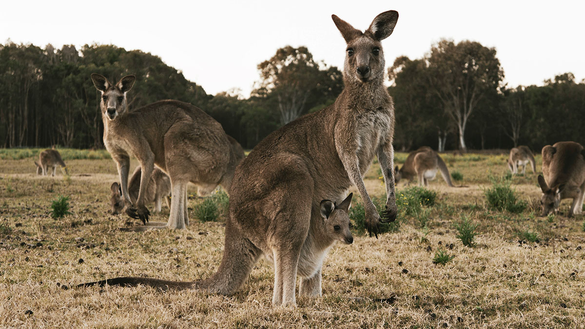 Kangaroe in Australië