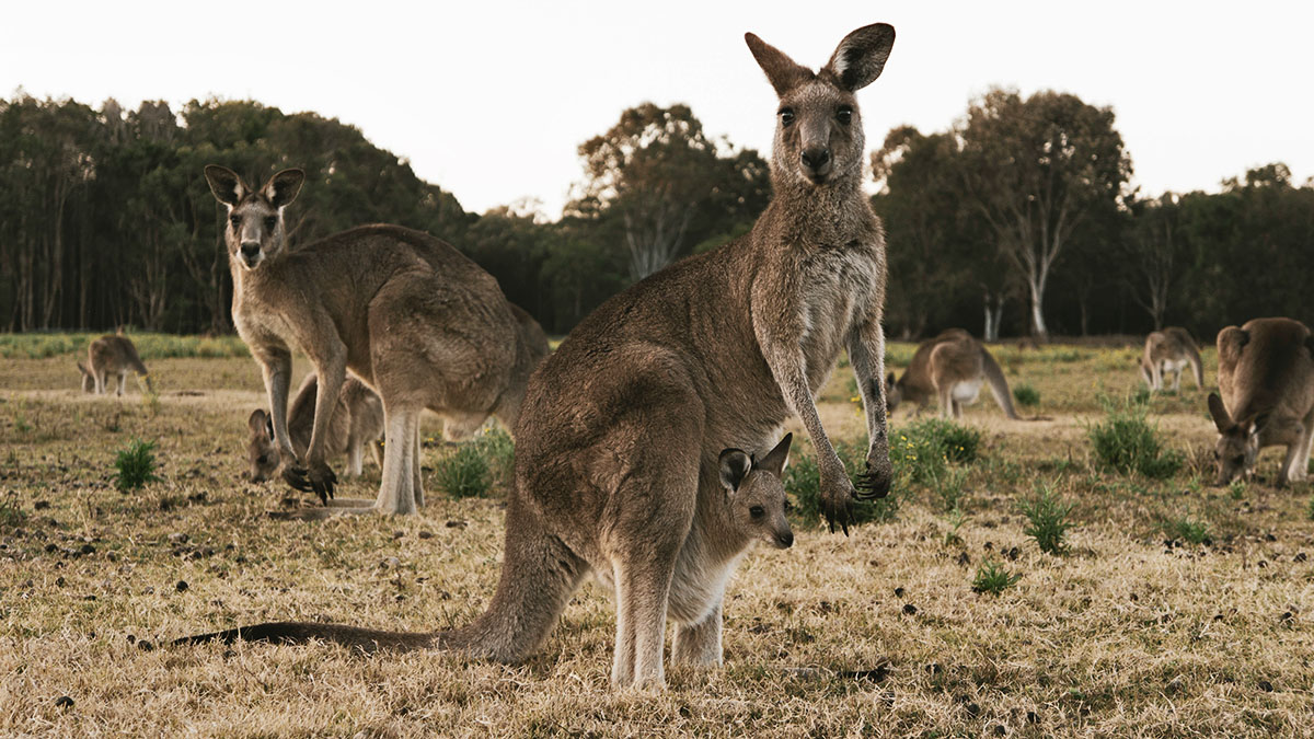 grijsopreis-australie-kangoeroe-mobiel Kangaroe in Australië
