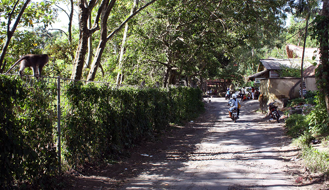 Aap op hek naast weg bij het monkey forest.