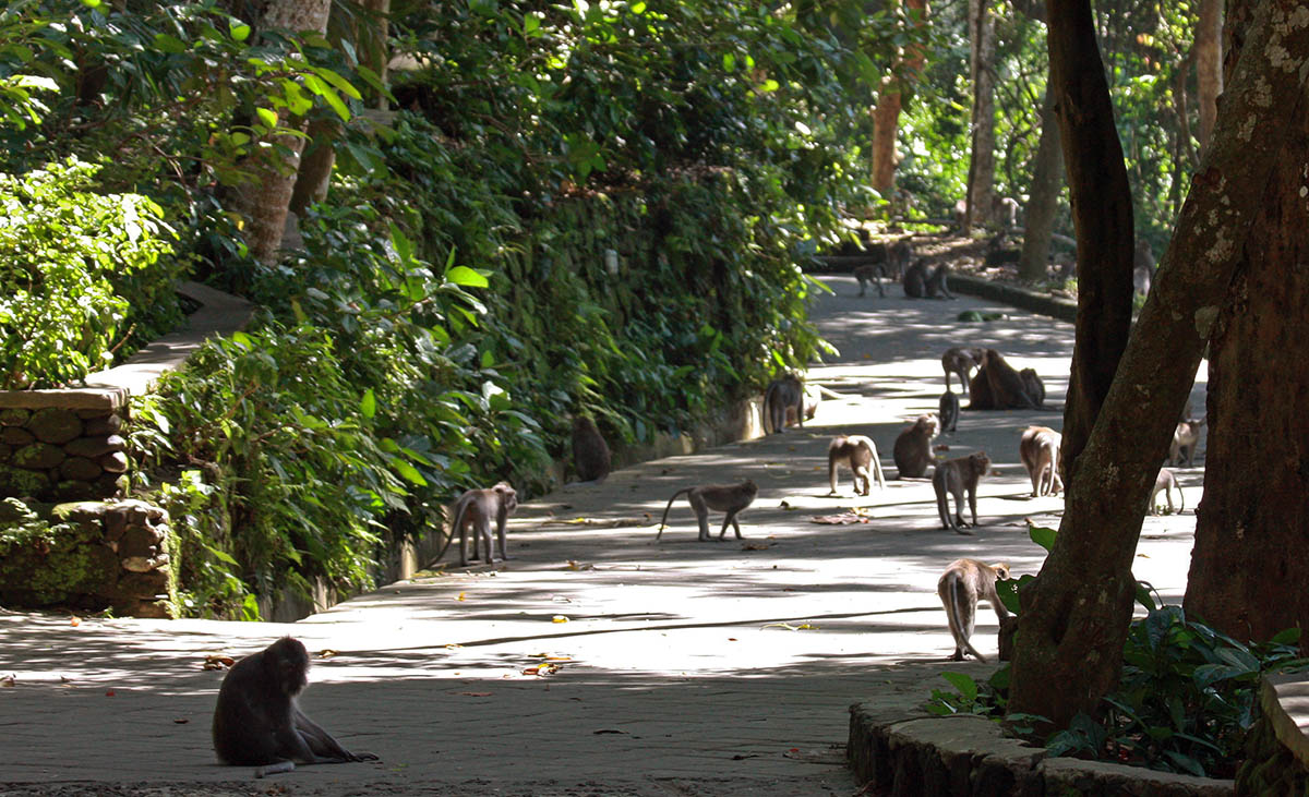 Veel apen op een pad in het monkey forest.