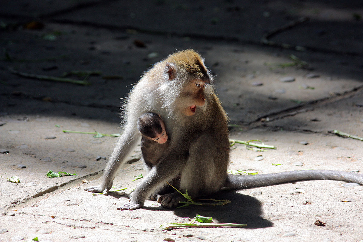 Kijk uit voor apen - Monkey Forest op Bali