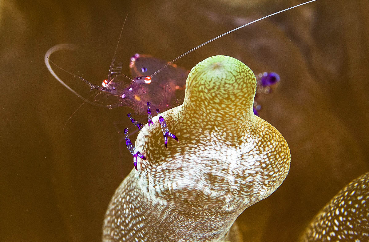 Duiken in noord-sulawesi brengt je oog in oog met een garnaal.