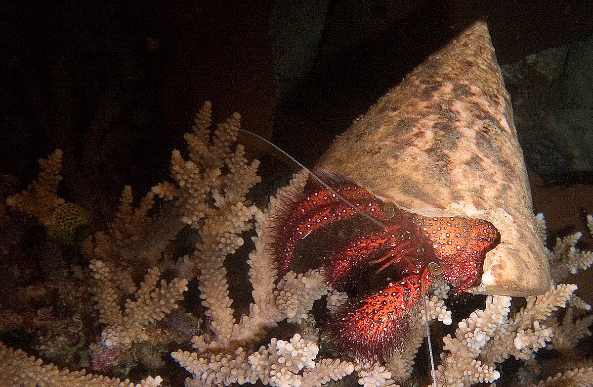 Duiken in noord-sulawesi brengt je oog in oog met een krab.