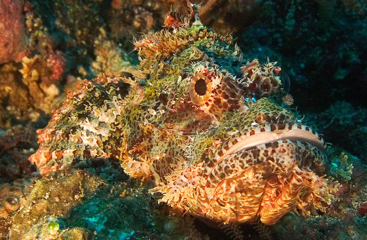 Duiken in noord-sulawesi brengt je oog in oog met een schorpioenvis.
