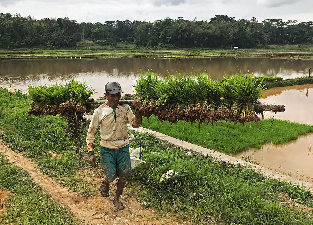 Landbouwwerker met rijstplanten bij Tana Toraja.