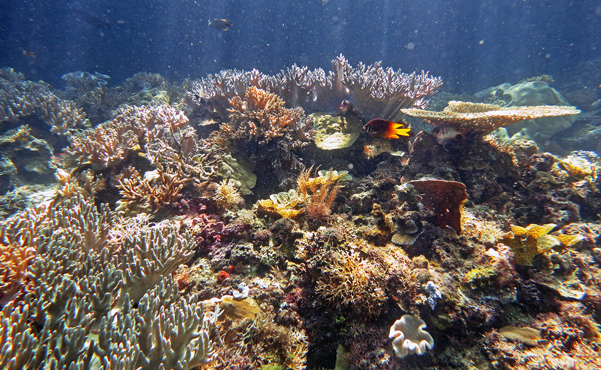 Koraalrif bij Raja Ampat