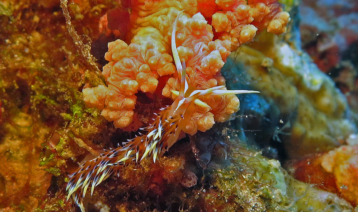 Naaktslakken bij Raja Ampat