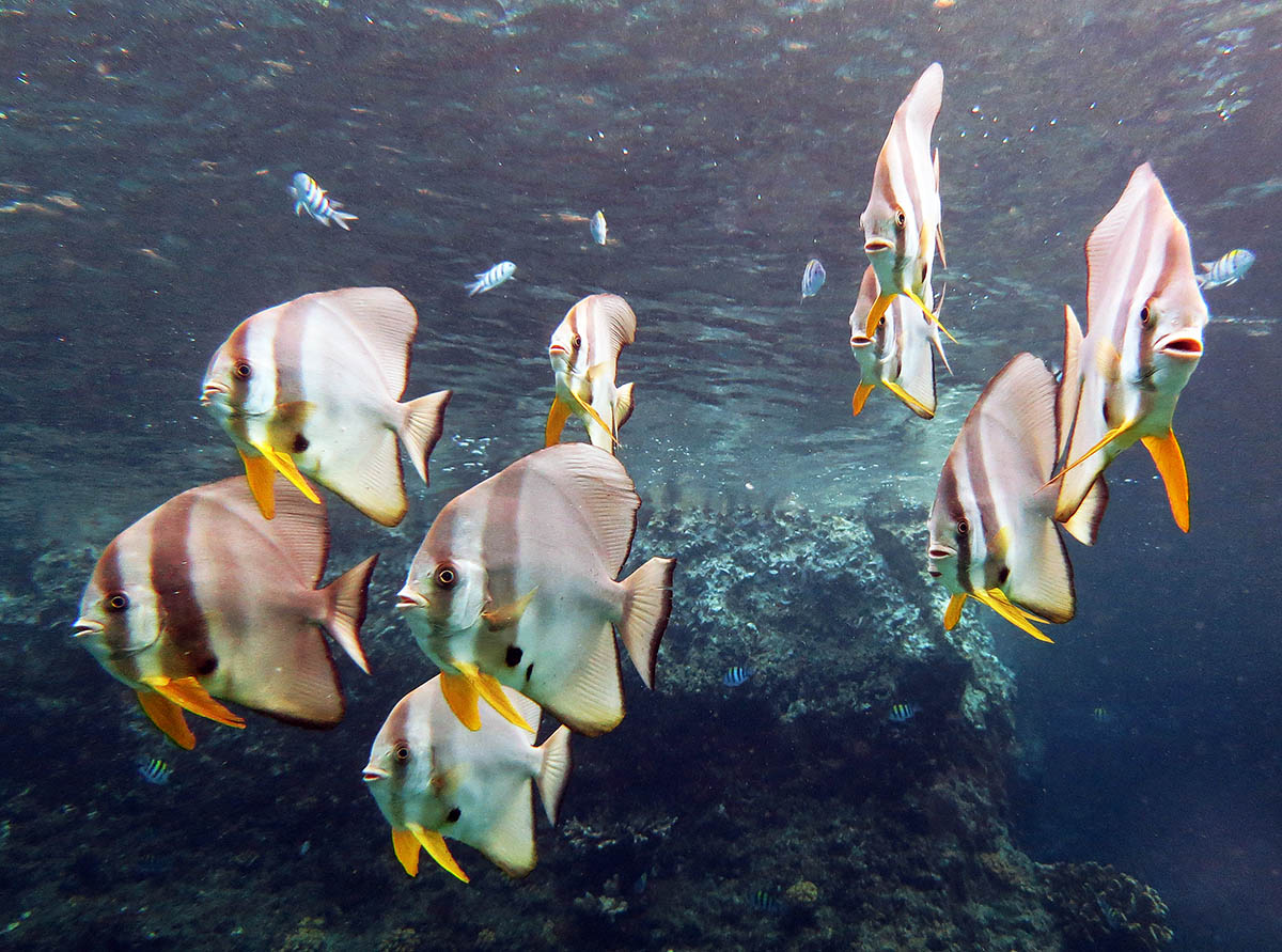 Vleermuisvissen bij Raja Ampat.