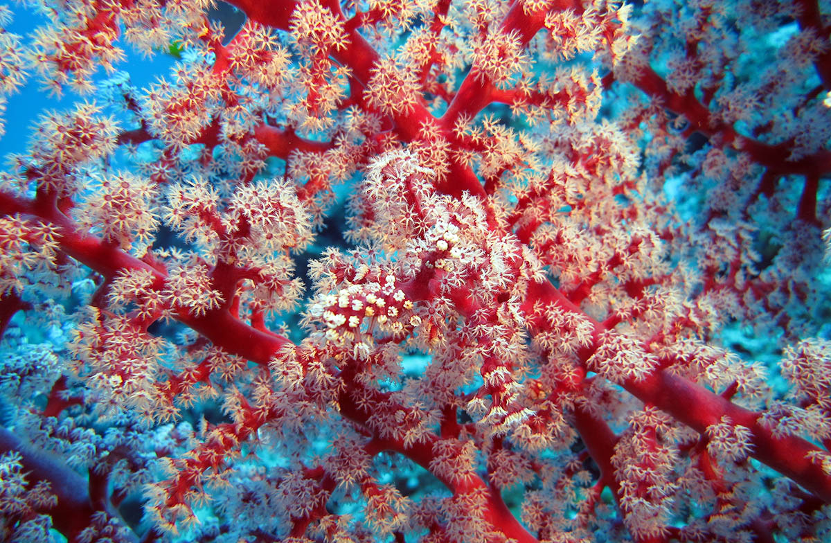 Zachte koralen in Raja Ampat, Indonesië