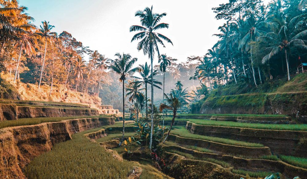 Rijstveld op Bali, Indonesië