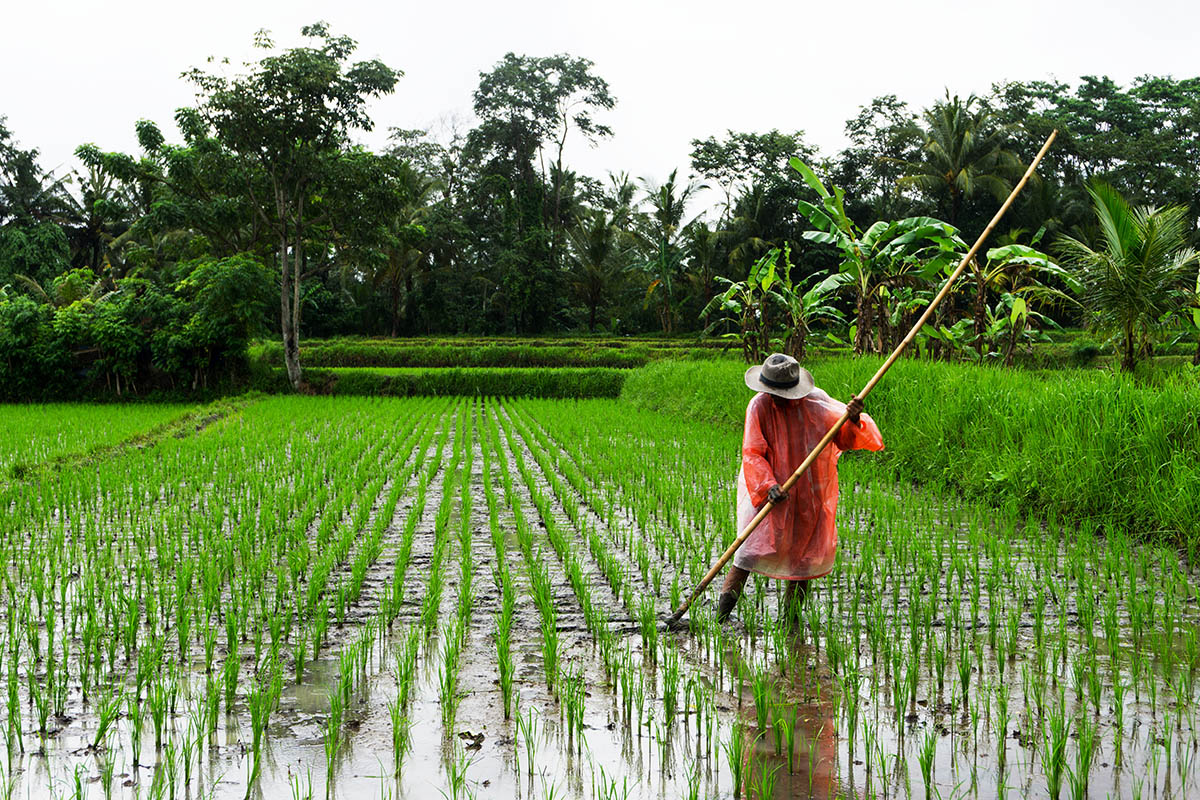 Boer werkt in de regen op sawa op Bali.