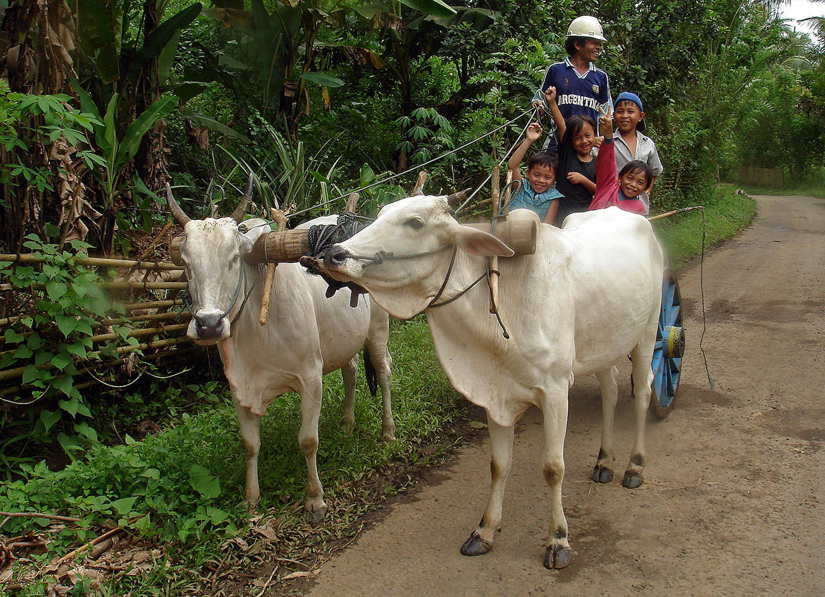 Boer met kinderen op door ossen getrokken kar in sulawesi.