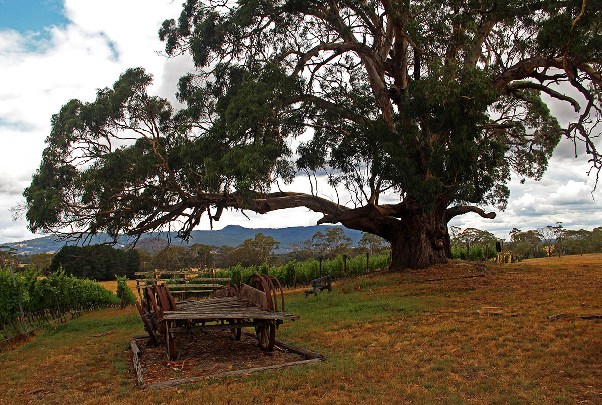 Wijngaard met picknicktafel bij de Great Ocean Road