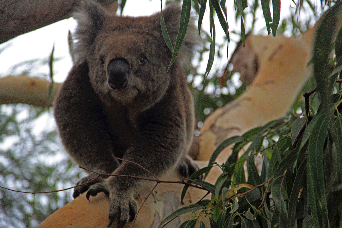 Koala bij de Great Ocean Road, Australië