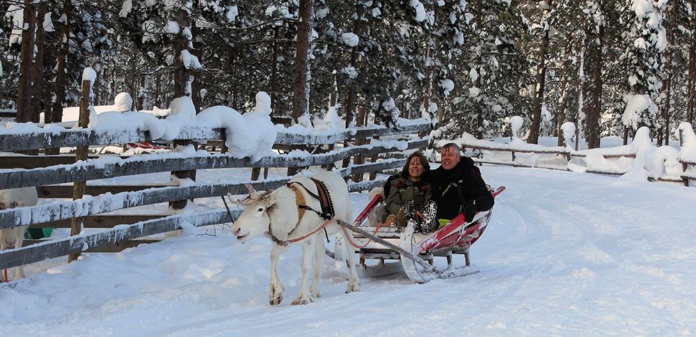 Rendierslee in Fins Lapland