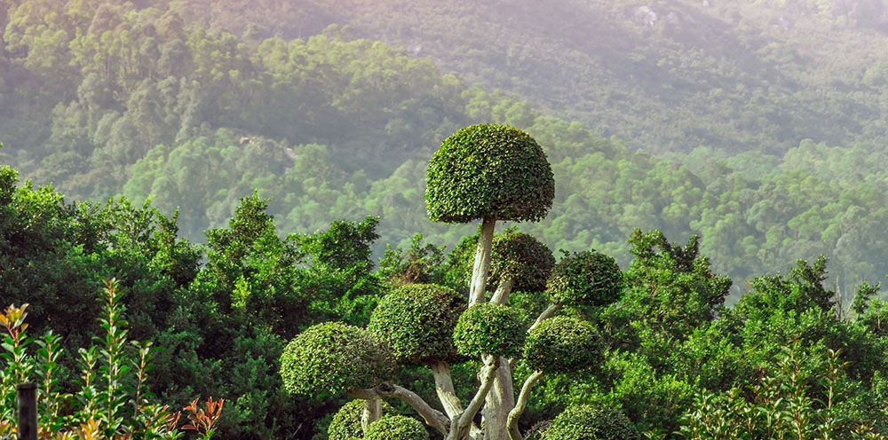 Oerwoud bij Krabi, Thailand