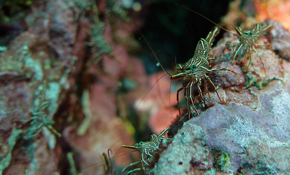 Garnalen onderwater, Similan eilanden, Thailand