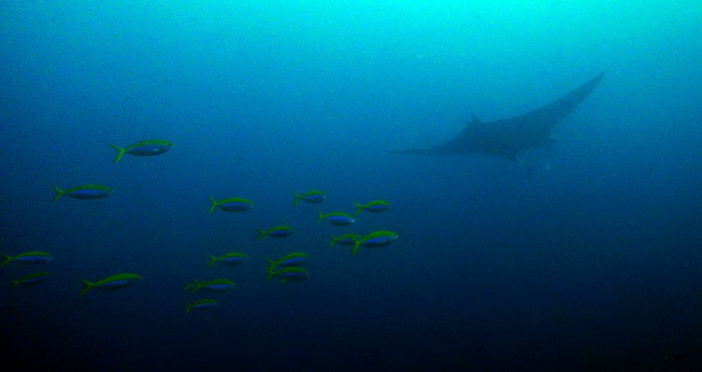 Manta bij de Similan eilanden, Thailand