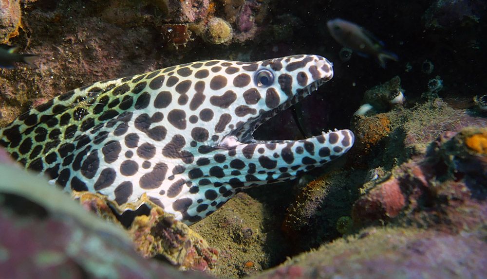 Murene bij de Similan eilanden, Thailand