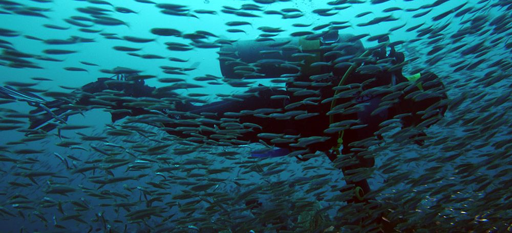 Veel vis bij de Similan eilanden, Thailand