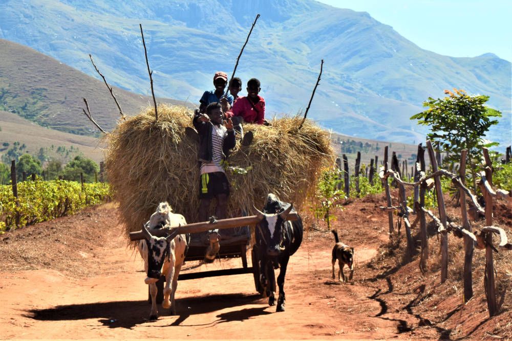 Boerenkar met hooi in Madagaskar