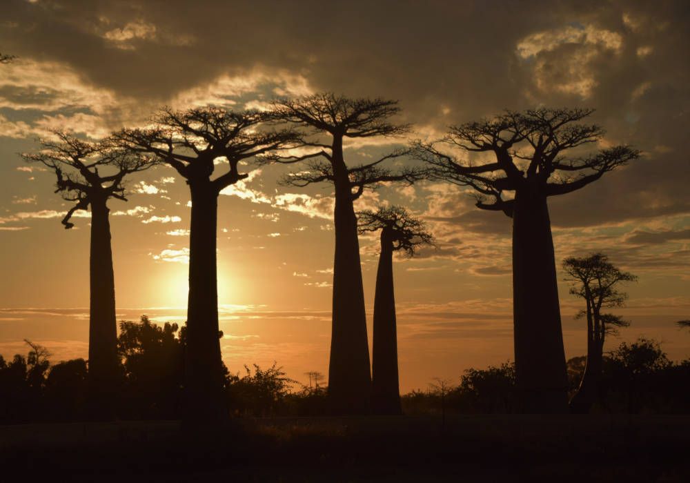 Baobabs in Madagaskar