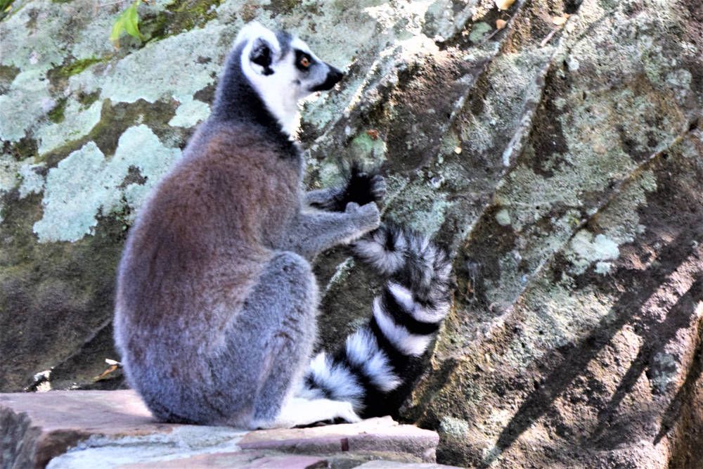 Ringstaartmaki bij Isalo, Madagaskar